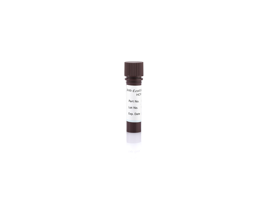Anticorps HCP Anti-E.coli (K-12 et lyse alcaline)